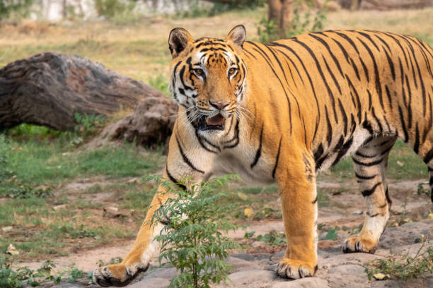 istock Royal Bengal tiger Looking aggressively into thge distance at Zoo 1160774945