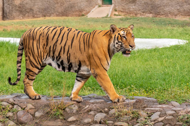 istock Bengal Tiger walking in Zoological Park 1160774956