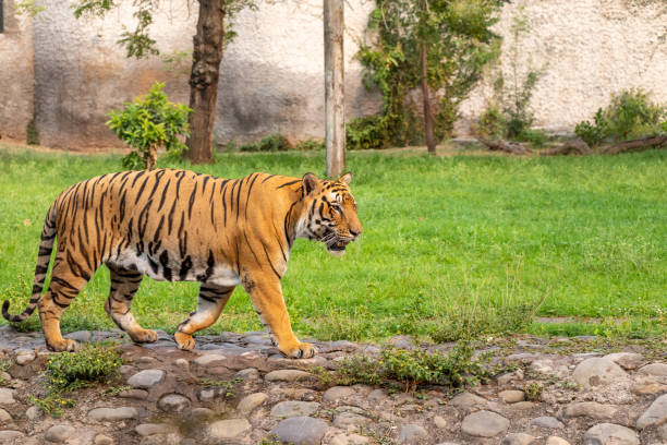 istock Bengal Tiger walking in Zoological Park 1160775033