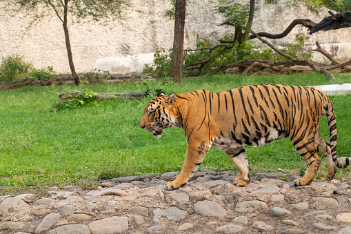 Bengal Tiger Walking In Zoological Park Stock Photo - Download Image Now -  Aggression, Anger, Animal - iStock
