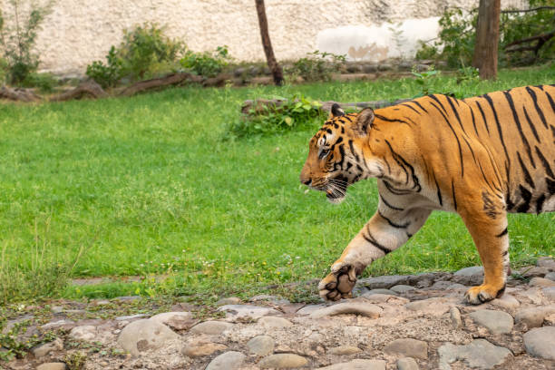 istock Bengal Tiger walking in Zoological Park 1160775212