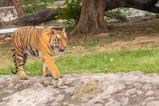 istock Royal Bengal Tiger Walking in Zoo. 1160775213