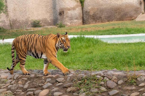 istock Royal Bengal Tiger Walking in Zoo. 1160775236