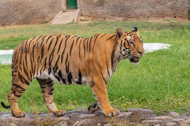 istock Bengal Tiger Walking in the Zoo 1160775324
