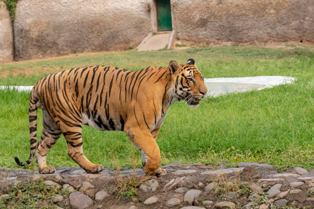istock Beautiful Royal Bengal Tiger walking in Zoo 1160775326