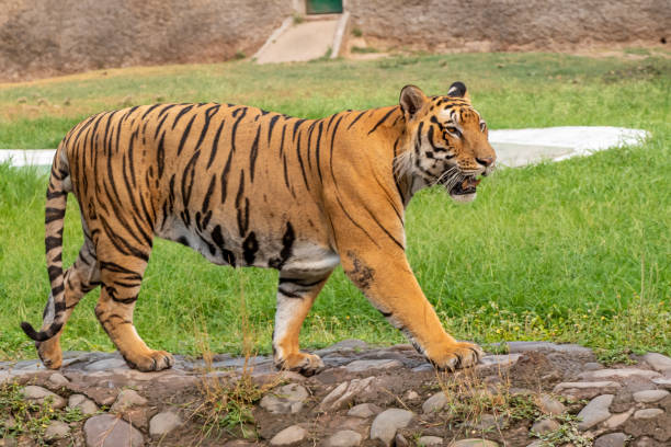 istock Bengal Tiger Walking in the Zoo 1160775327