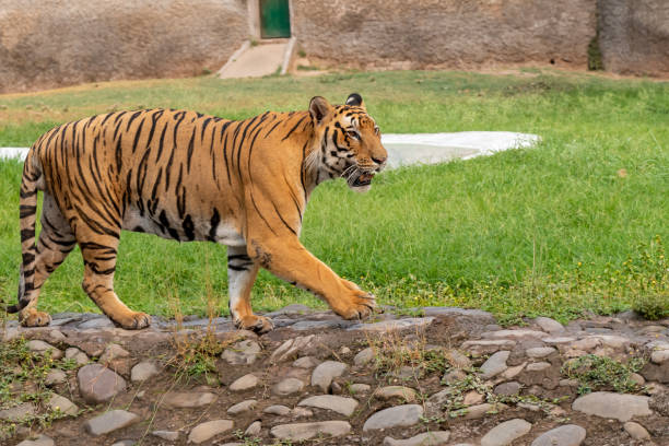 istock Bengal Tiger Walking in the Zoo 1160775360