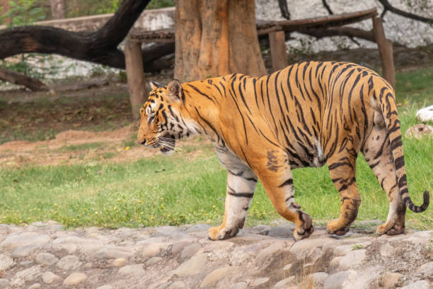 istock Royal Bengal Tiger walking in Zoo. 1160775498