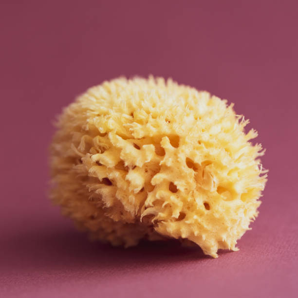 istock Natural sponge. Natural sea sponge on red background 1160776142
