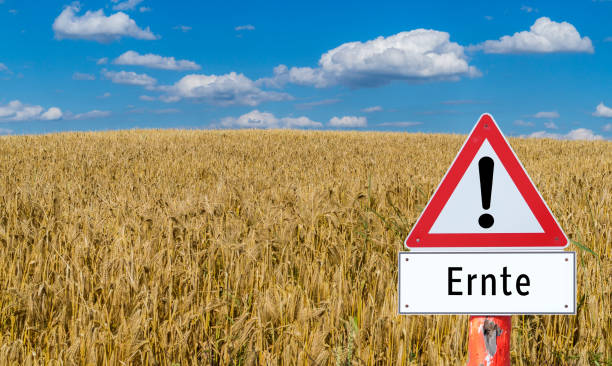 istock Cereal field Attention harvest in German 1160776246