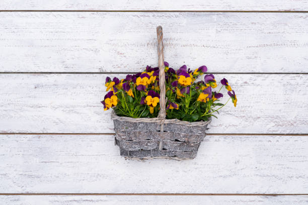 istock basket with tiny spring flowers pn white wooden background 1160776676