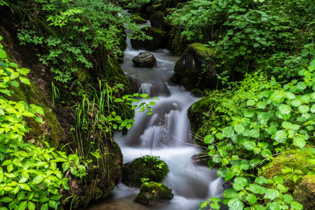 Beautiful scenic landscape of Aisttal valley on the Aist river in Upper Austria in summer. Bright sunlight vibrant greenery moss on rocks roaring flowing water. Travel wanderlust