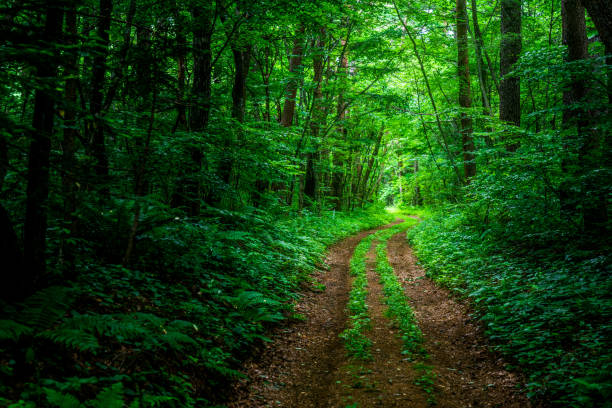 szlak turystyczny w lesie - country road tunnel tree road zdjęcia i obrazy z banku zdjęć