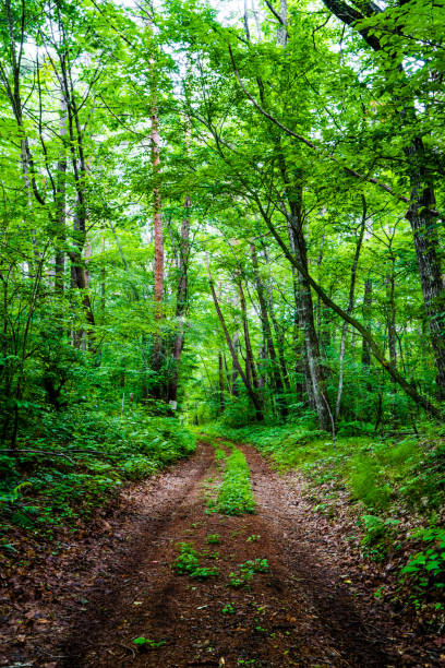 istock Hiking trail in the forest 1160777842