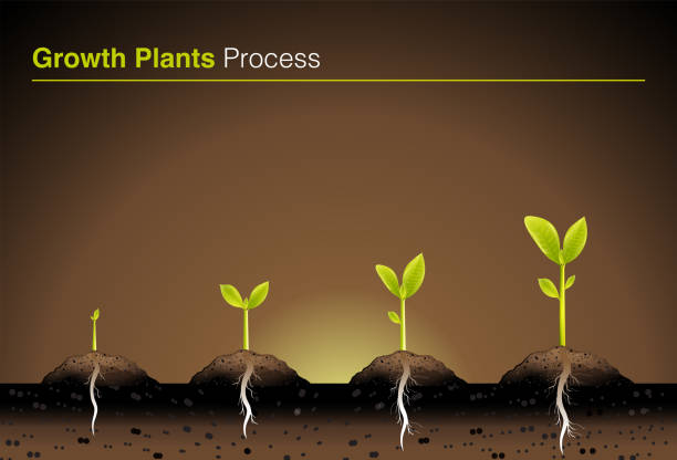 Step of green plants are growing and showing root, leaf and soil of seedling. Growth concept of beginning as infographic Vector illustration Step of green plants are growing and showing root, leaf and soil of seedling. Growth concept of beginning as infographic Vector illustration plant root growth cultivated stock illustrations