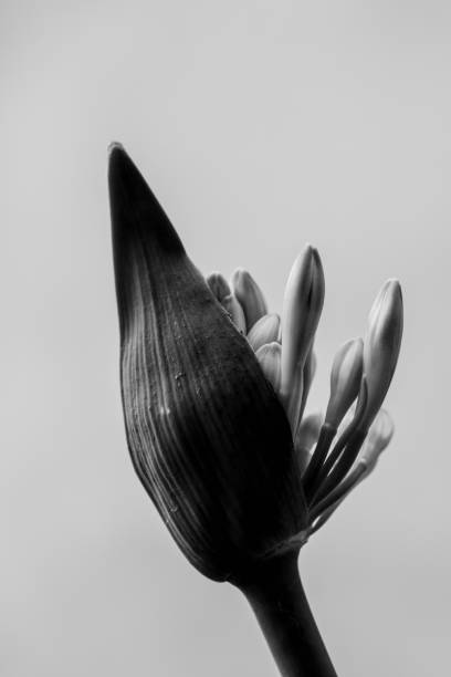 close up of agapanthus bud in bloom isolated close up of agapanthus bud in bloom isolated, black and white perennial photos stock pictures, royalty-free photos & images