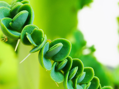 Closeup on mother of thousands, Mother of Thousands Succulent Plant