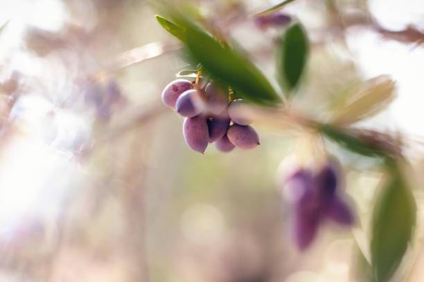 Olive branch and tree, ready for harvesting, natural abstract background and texture