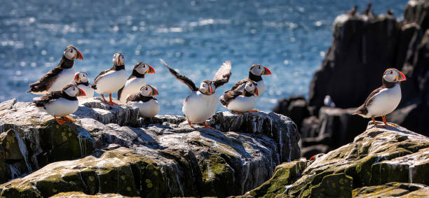 Big flock of Atlantic puffins are standing on a cliff under sunlight. One puffin is trying to take off. Farne Islands, Northumberland England, North Sea. UK Farne Islands - home of huge colony of sea birds, Northumberland England, North Sea farne islands stock pictures, royalty-free photos & images