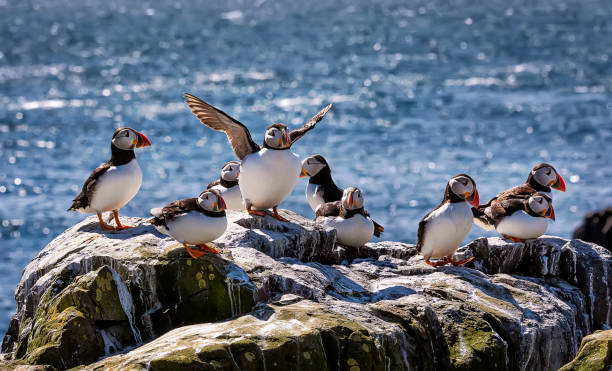 istock The flock of Atlantic puffins are standing on a cliff under sunlight with blue blurred background.  Farne Islands, Northumberland England, North Sea. UK 1160778615