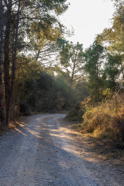 Path between mediterranean forest , One ray of light crossing the way. Warm lights at sunrise. Peaceful sensation. stock photo