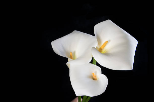 istock A bouquet of three white callas on a black background horizontal orientation, space for text 1160779463