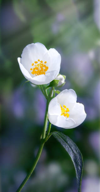 istock Folding buds of deciduous shrubs (Philadelphus lewisii). Sun rays breaking through foliage. Blurred background of green vegetation. 1160779682