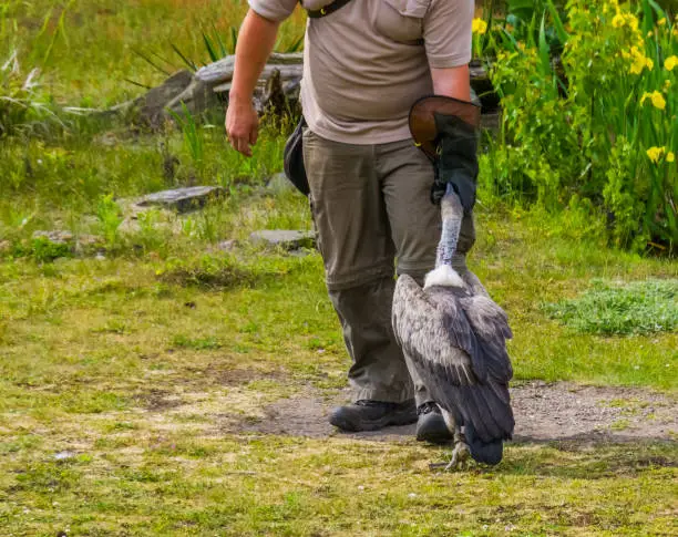 Photo of Bird trainer wearing a bird glove and feeding a Vulture, wild bird entertainment show, popular animal hobbies