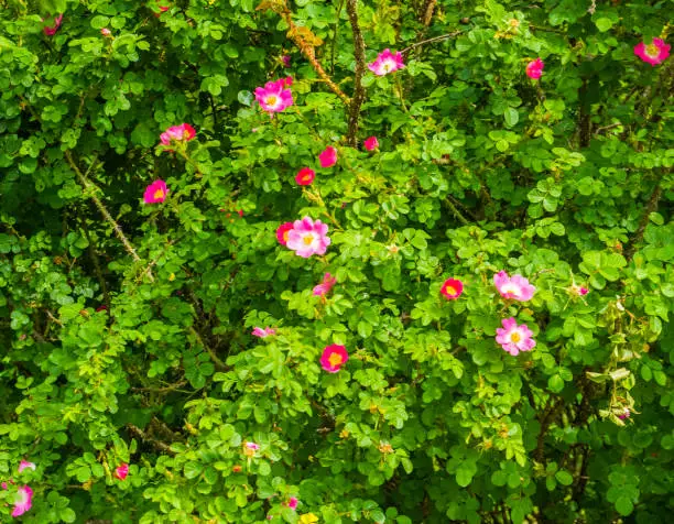 Photo of closeup of a japanese rose plant with flowering pink flowers, popular ornamental garden plants, nature background