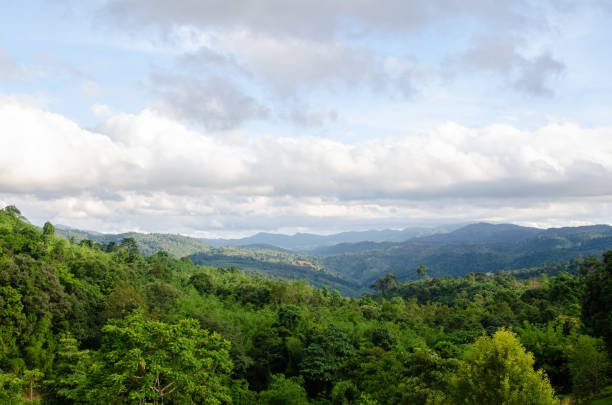 istock Green forest with blue sky nature background. 1160780555