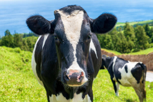 istock The Azores - cows in nature 1160781867