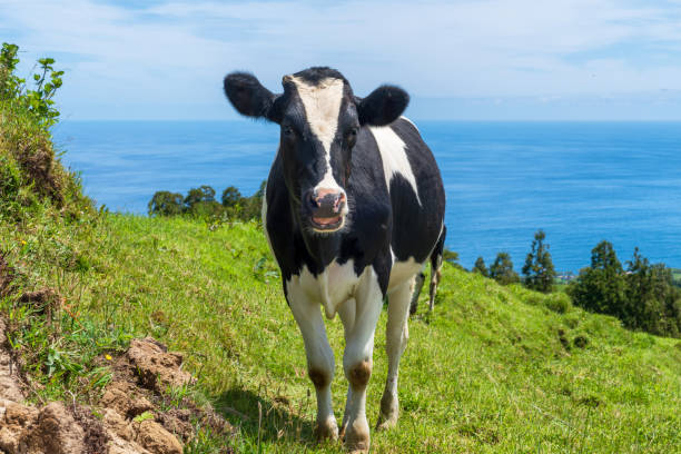 The Azores - cows in nature