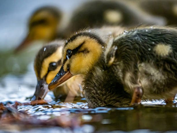 istock Eastern spot-billed duckling in a fountain closeup 2 1160782809