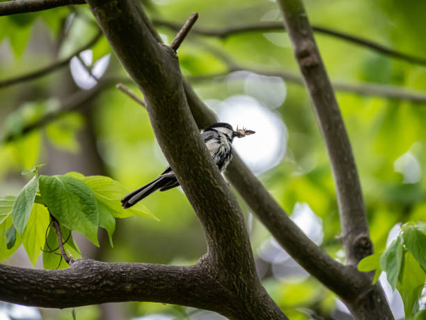 istock Japanese tit eating a moth in a tree 3 1160783110