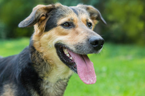istock Portrait of a sad stray dog 1160783762