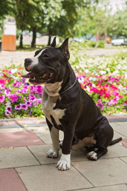 istock Staffordshire Terrier for a walk 1160783786