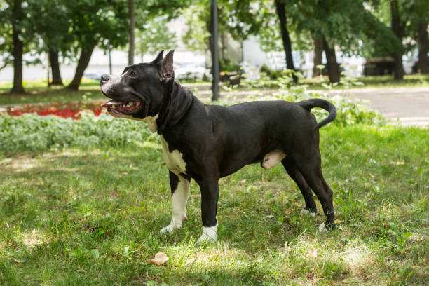 istock Staffordshire Terrier for a walk 1160784342