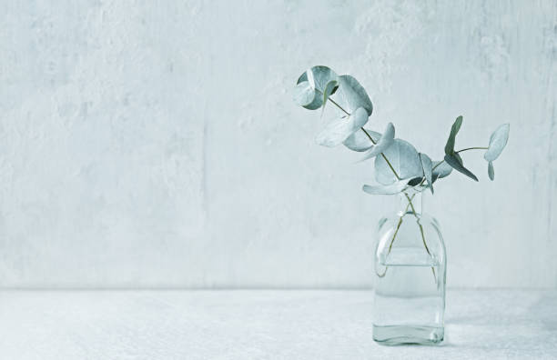 Eucalyptus branches in glass vase. Still life