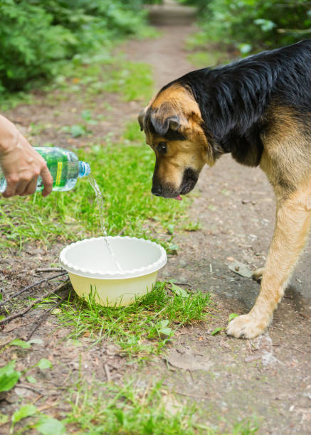 istock Stray dog dog drinking water 1160784406