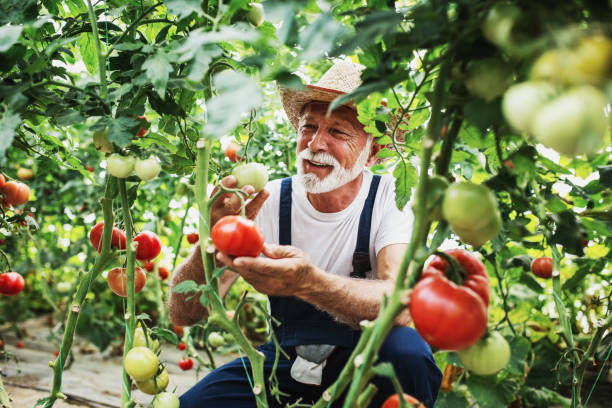 Mature farmer at work in greenhouse Mature farmer at work in greenhouse tomato plant photos stock pictures, royalty-free photos & images