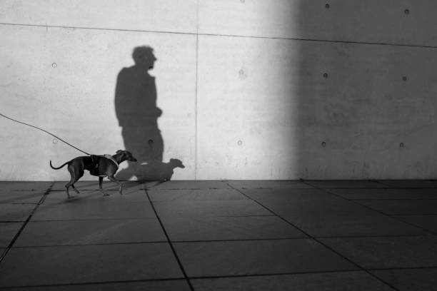Free Stock Photo of Person walking dog in alley shadow | Download Free ...