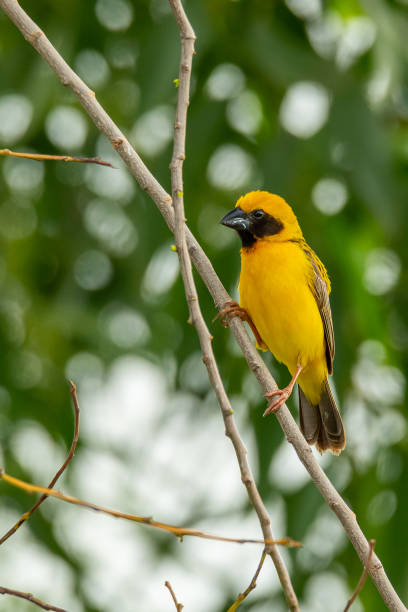istock Male Asian Golden Weaver isolated perching on perch 1160785177