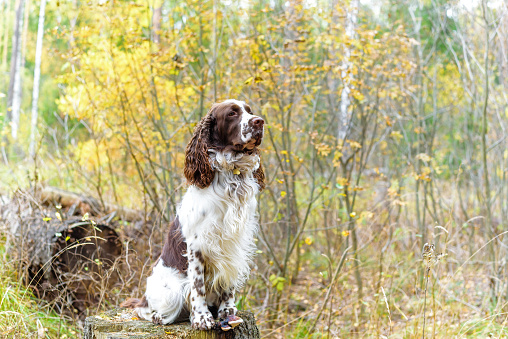 Dog breed English Springer Spaniel walking in autumn forest. Cute pet sits in nature fall outdoors.
