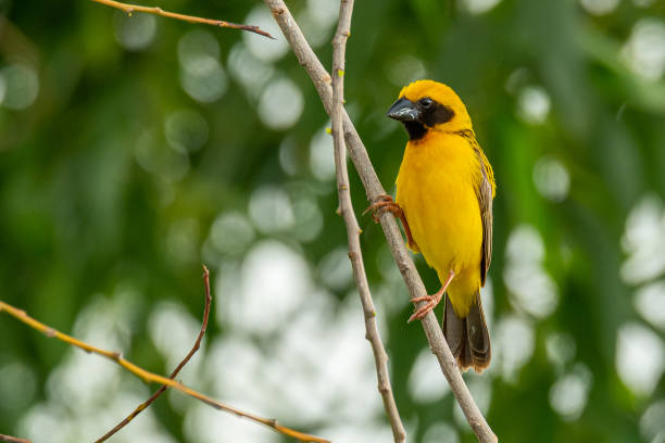 istock Male Asian Golden Weaver isolated perching on perch 1160786778