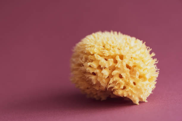 Natural sponge. Natural sea sponge on red background Natural sponge. Natural sea sponge on red paper background porous sponge stock pictures, royalty-free photos & images