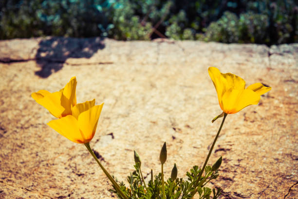 Three California Poppies growing out of a rock in full daytime sunlight.