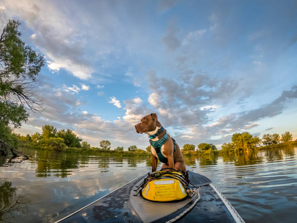 istock stand up paddling with a dog 1160788044