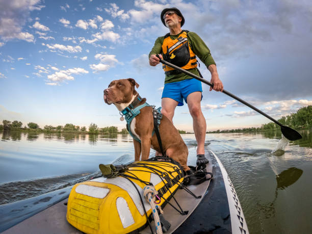 istock stand up paddling with a pitbull dog 1160788082
