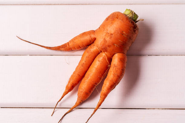 Big ugly curved carrots on white wooden background.