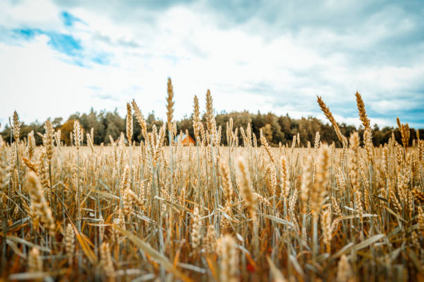 bellissimo campo di grano giallo in stile vintage, natura autunnale, campagna, coltivazione di colture, steli di segale secca, stagione del raccolto, concetto di nutrizione sana - autumn corn corn crop field foto e immagini stock